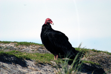 Truthahngeier (10 von 14).jpg